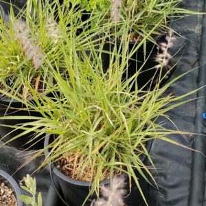 PENNISETUM ORIENTALIS - Box da 4 piante