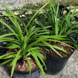 LIRIOPE MUSCARI ROYAL PURPLE - Box da 4 piante